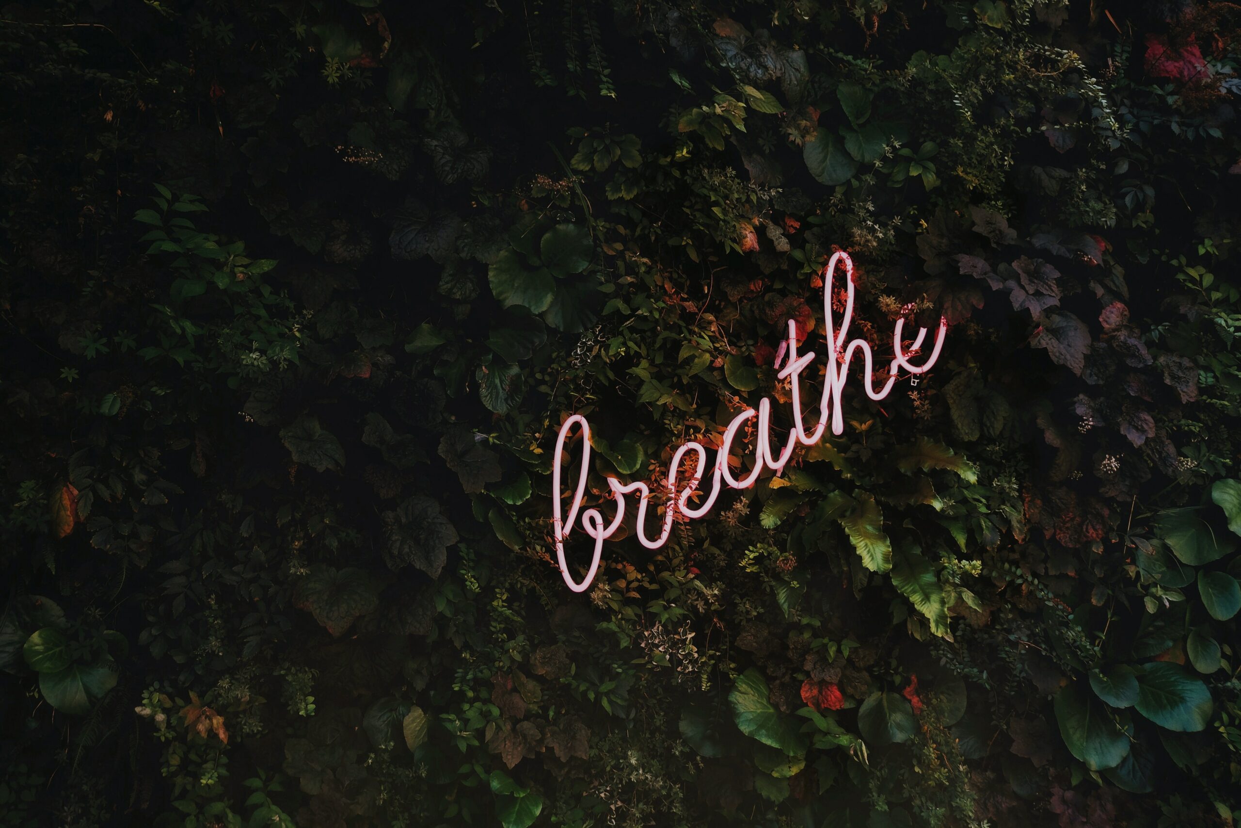 a wall of green leafs with a sign that says 'breathe', used for article 5 tips for productivity